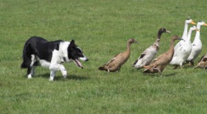 Dedicated sheep-dog turning his attention to Indian Runners